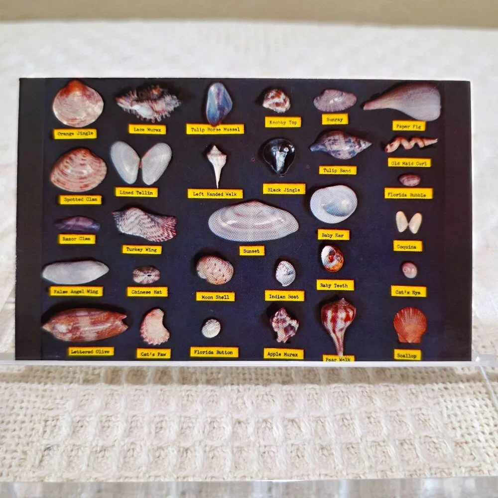 Vintage Shell Chart Waters Beaches of Florida Lusterchrome Tichnor Postcard UNP